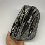 2170g,11.3"x5.75"x1.6" Fossils Orthoceras Plate Plaque SQUID, Home Decor, B23511