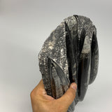 2170g,11.3"x5.75"x1.6" Fossils Orthoceras Plate Plaque SQUID, Home Decor, B23511