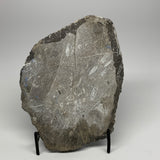 1165g,8"x5.7"x1.3" Fossils Orthoceras Plate Plaque SQUID, Home Decor, B23513