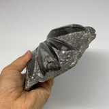 1165g,8"x5.7"x1.3" Fossils Orthoceras Plate Plaque SQUID, Home Decor, B23513