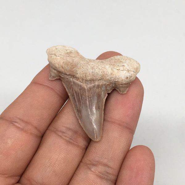 11g, 1.7"X 1.6"x 0.5" Natural Fossils Fish Shark Tooth @Morocco,MF2746
