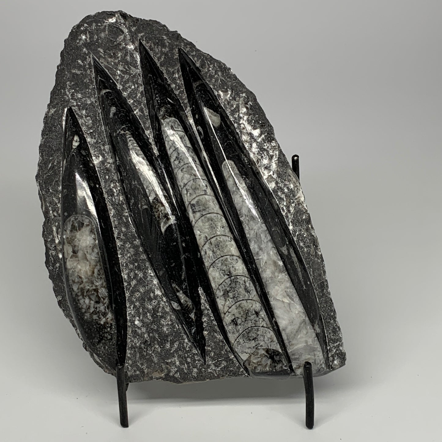 1495g,9.6"x6"x1.4" Fossils Orthoceras Plate Plaque SQUID, Home Decor, B23514