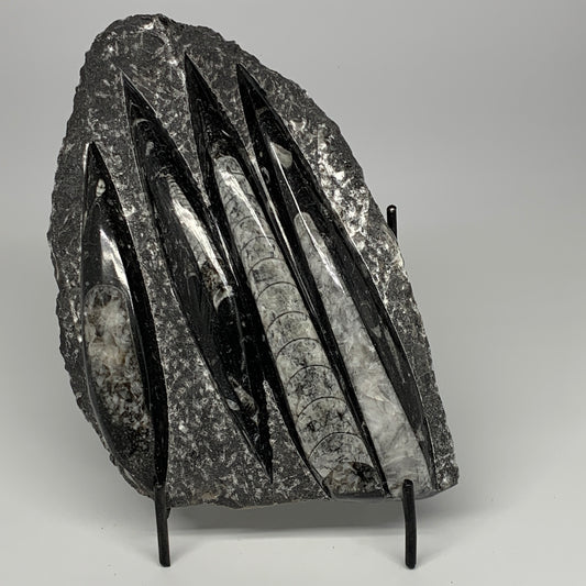 1495g,9.6"x6"x1.4" Fossils Orthoceras Plate Plaque SQUID, Home Decor, B23514