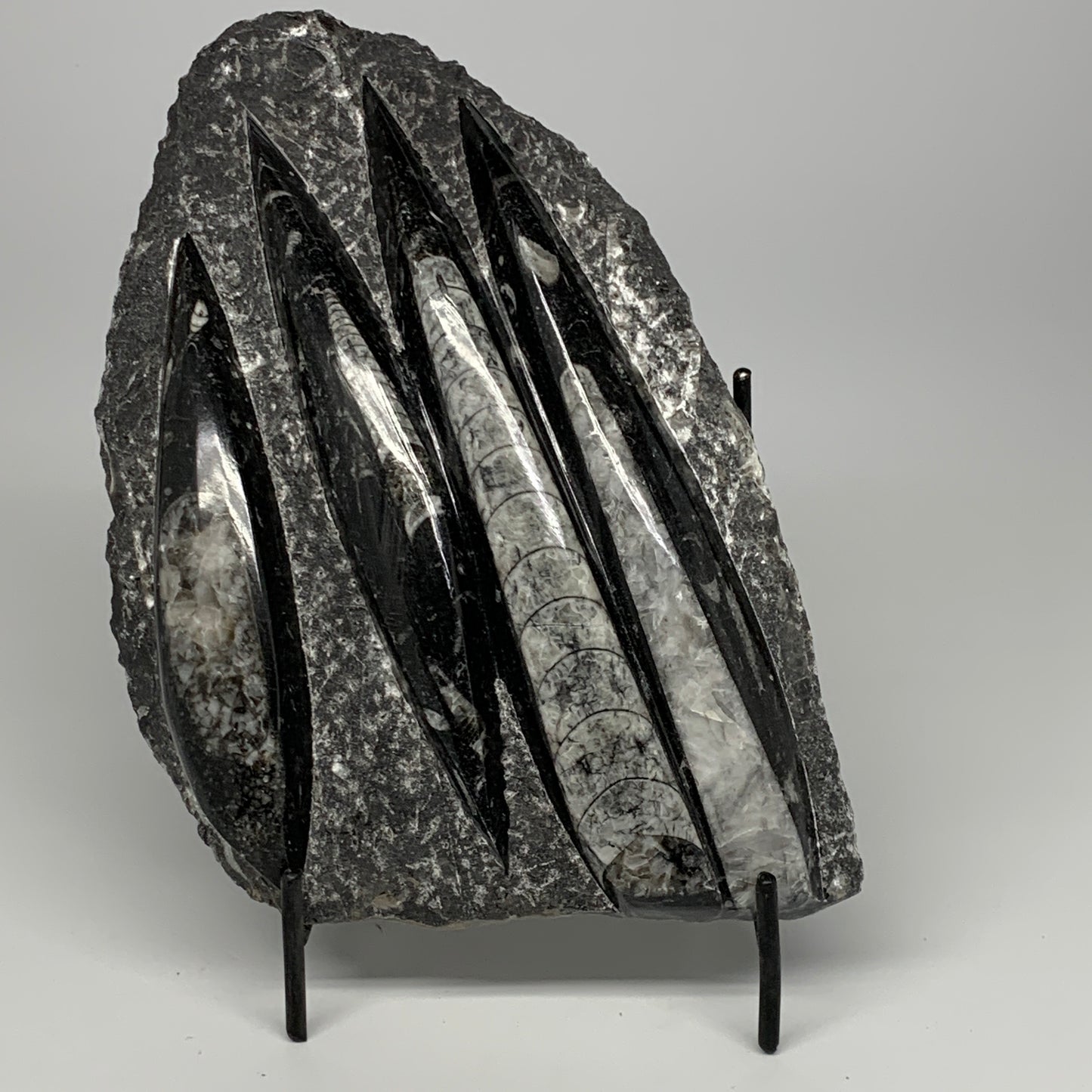 1495g,9.6"x6"x1.4" Fossils Orthoceras Plate Plaque SQUID, Home Decor, B23514