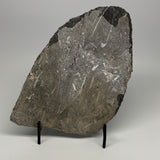 1495g,9.6"x6"x1.4" Fossils Orthoceras Plate Plaque SQUID, Home Decor, B23514