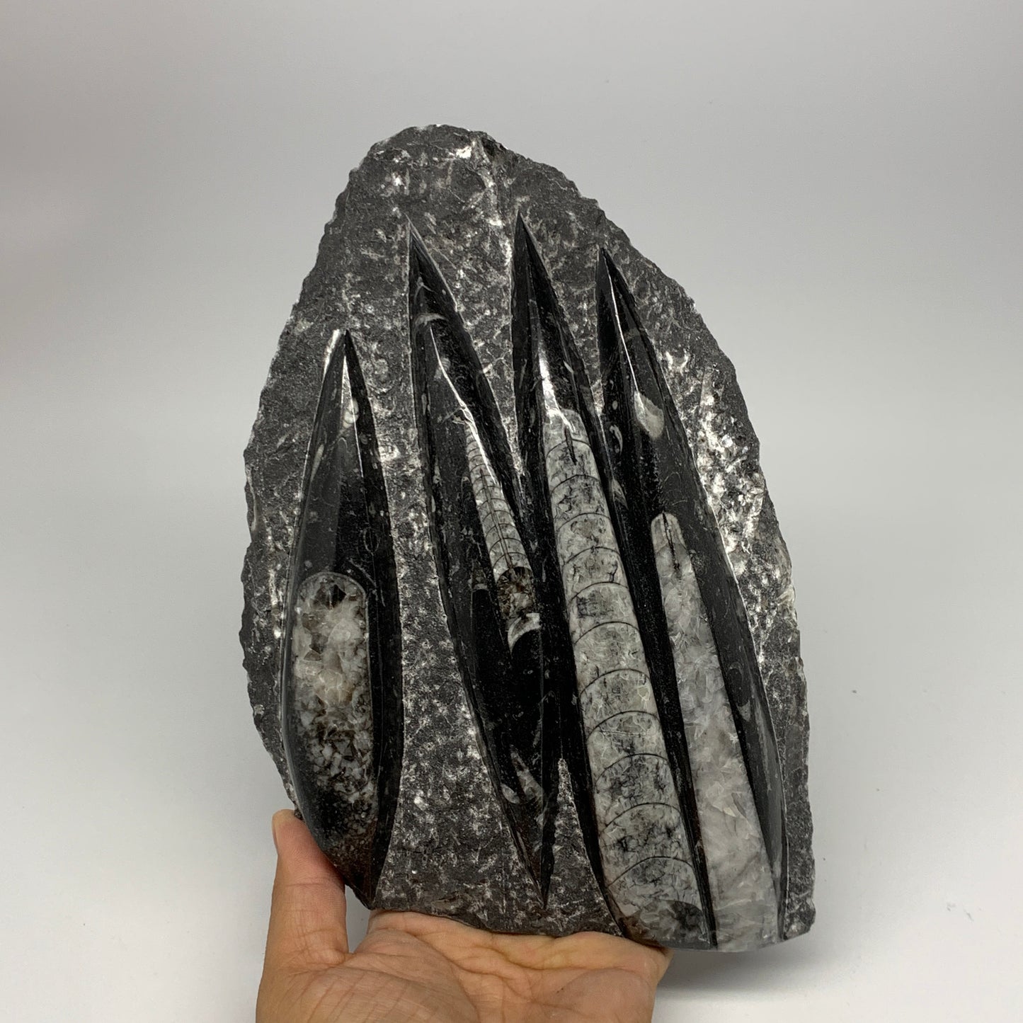 1495g,9.6"x6"x1.4" Fossils Orthoceras Plate Plaque SQUID, Home Decor, B23514