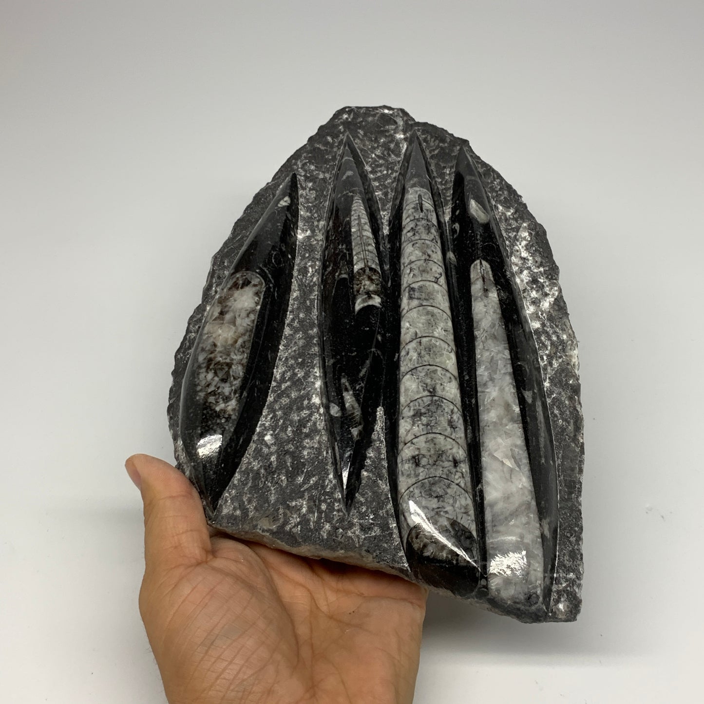 1495g,9.6"x6"x1.4" Fossils Orthoceras Plate Plaque SQUID, Home Decor, B23514