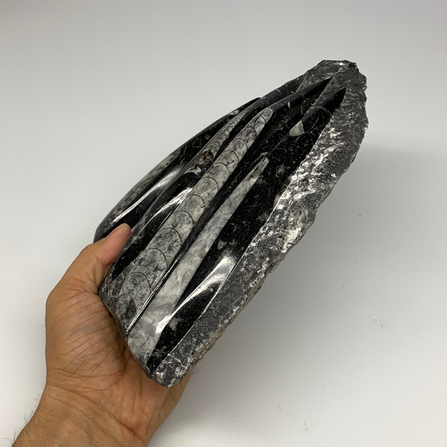 1495g,9.6"x6"x1.4" Fossils Orthoceras Plate Plaque SQUID, Home Decor, B23514