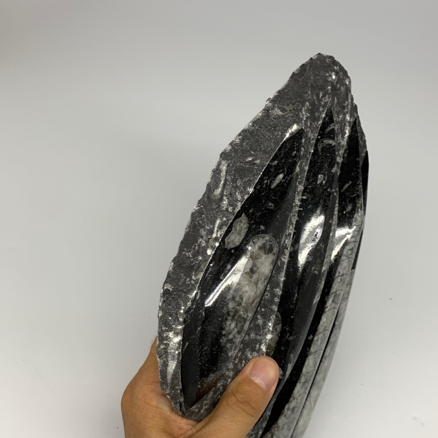 1495g,9.6"x6"x1.4" Fossils Orthoceras Plate Plaque SQUID, Home Decor, B23514