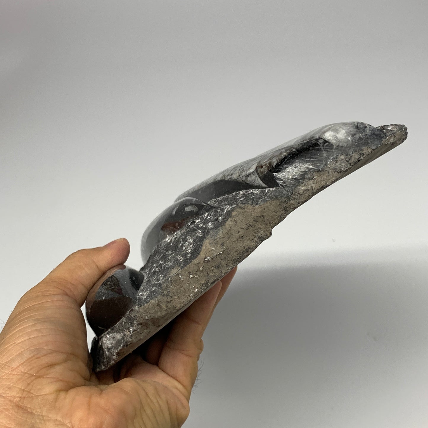 1495g,9.6"x6"x1.4" Fossils Orthoceras Plate Plaque SQUID, Home Decor, B23514