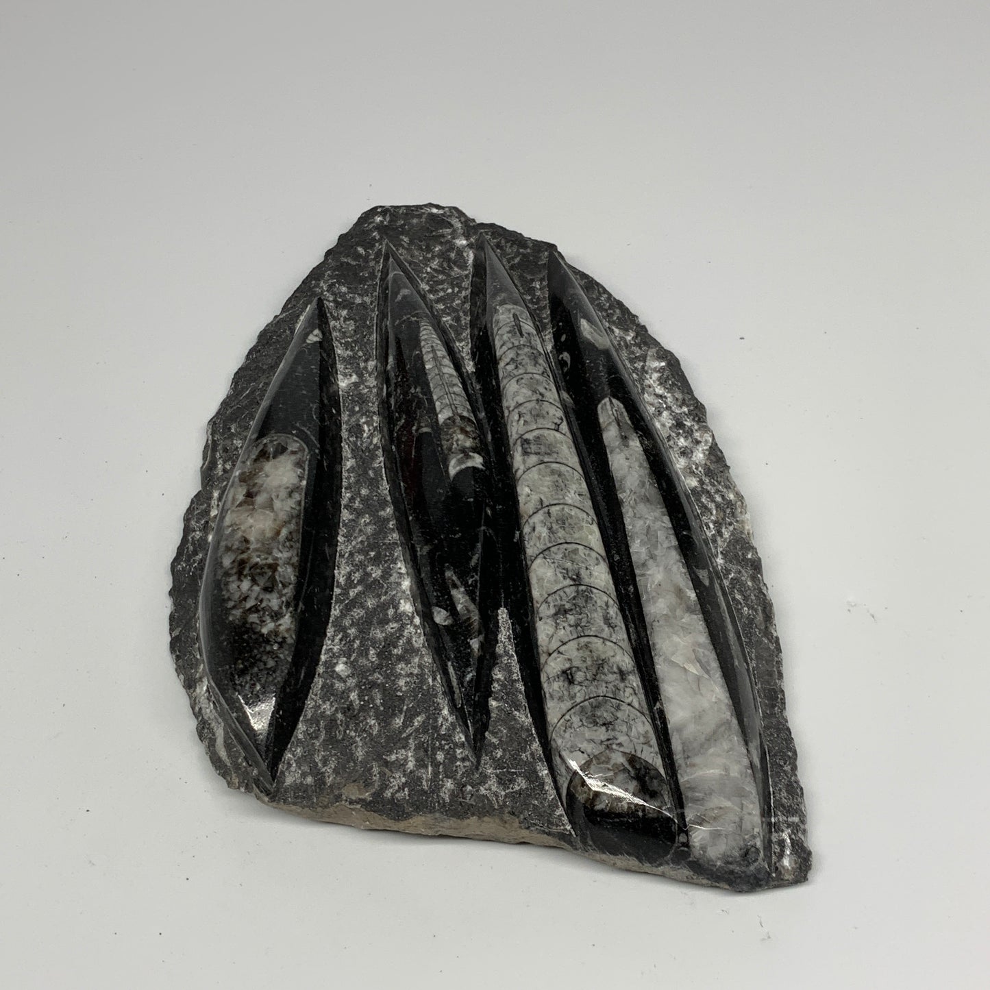 1495g,9.6"x6"x1.4" Fossils Orthoceras Plate Plaque SQUID, Home Decor, B23514