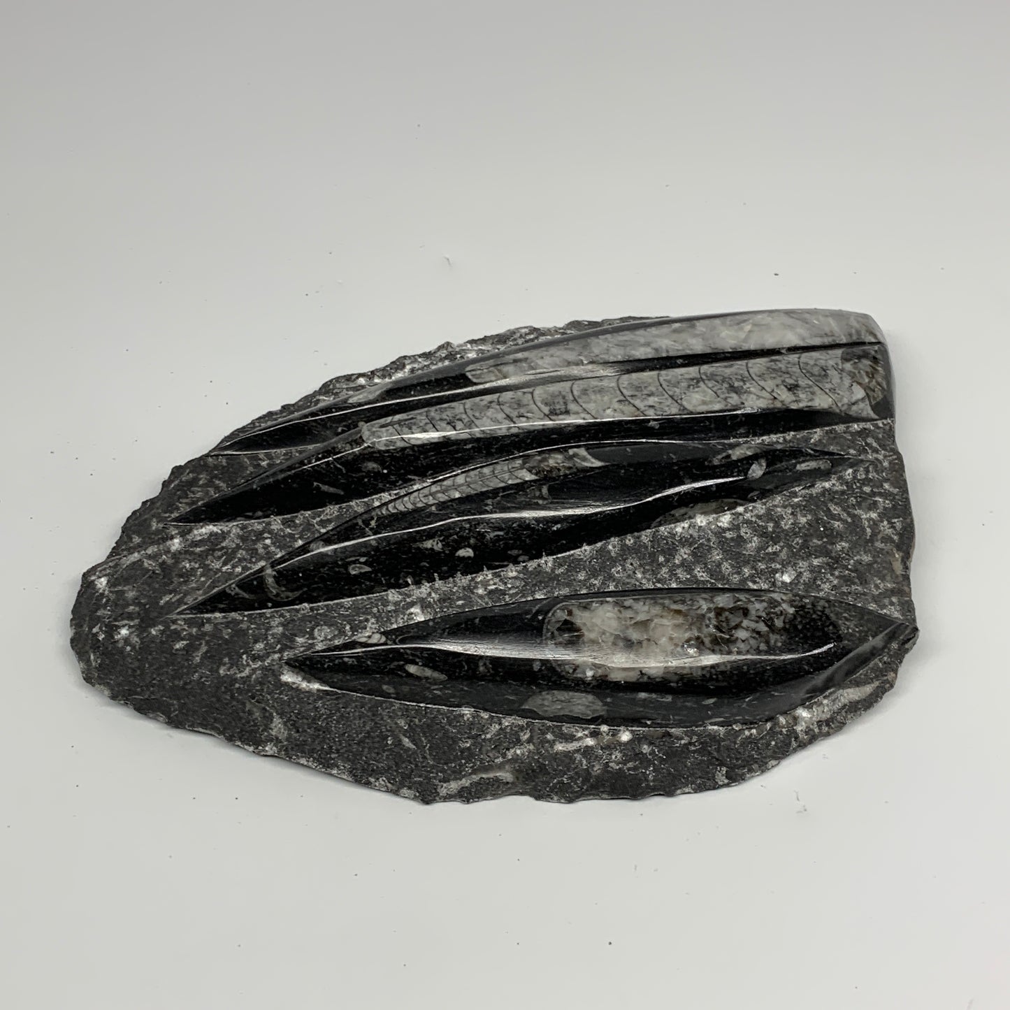 1495g,9.6"x6"x1.4" Fossils Orthoceras Plate Plaque SQUID, Home Decor, B23514