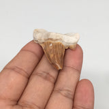 9.5g, 1.8"X 1.5"x 0.5" Natural Fossils Fish Shark Tooth @Morocco,MF2747