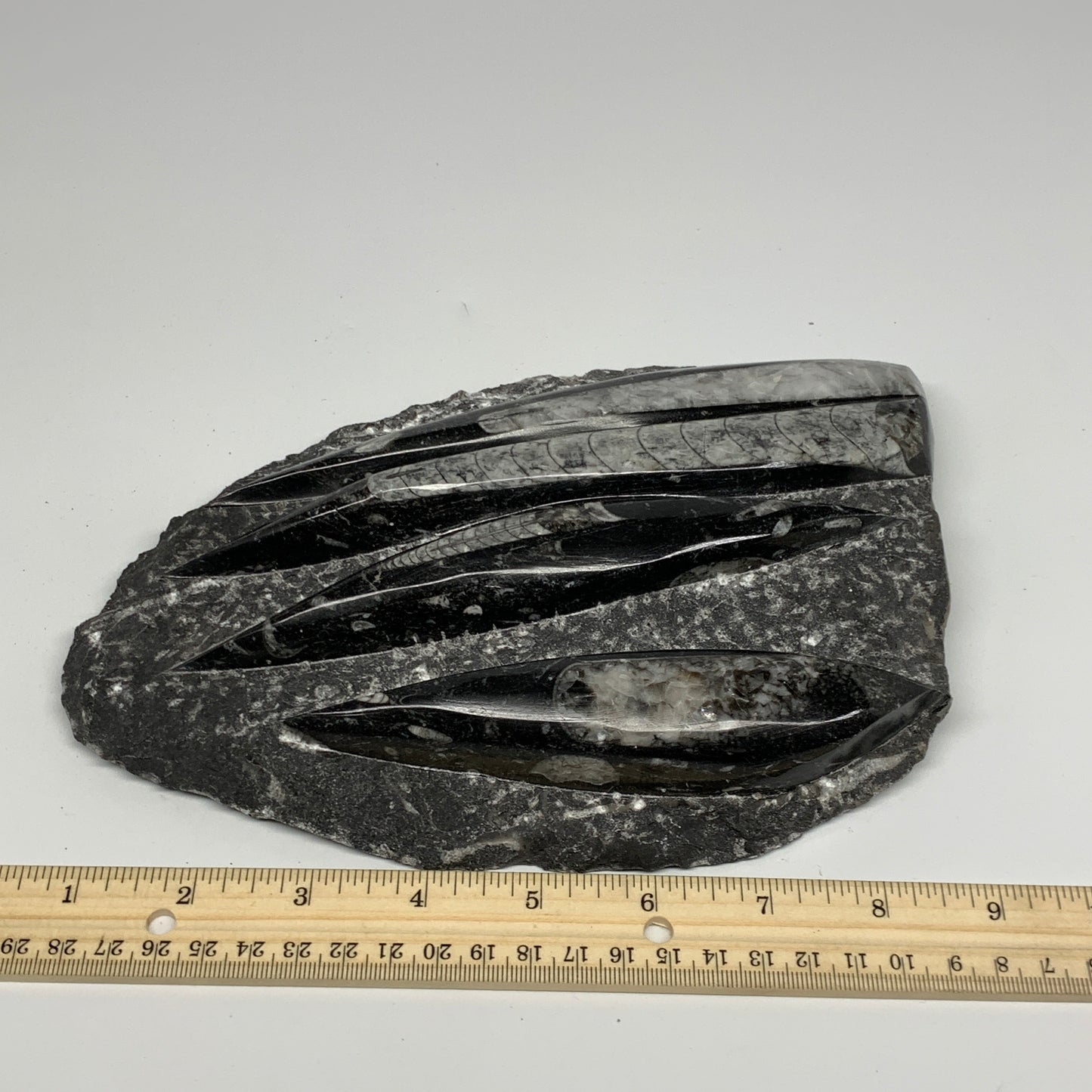 1495g,9.6"x6"x1.4" Fossils Orthoceras Plate Plaque SQUID, Home Decor, B23514