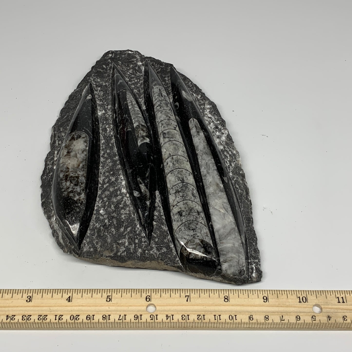 1495g,9.6"x6"x1.4" Fossils Orthoceras Plate Plaque SQUID, Home Decor, B23514