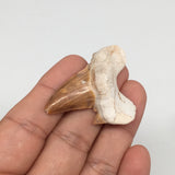 9.5g, 1.8"X 1.5"x 0.5" Natural Fossils Fish Shark Tooth @Morocco,MF2747