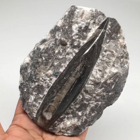 420.7g,5.2"x4"x1.4" Fossils Orthoceras (straight horn) SQUID @Morocco, MF1621