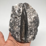 420.7g,5.2"x4"x1.4" Fossils Orthoceras (straight horn) SQUID @Morocco, MF1621