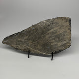 1890g,12.25"x6"x1.8" Fossils Orthoceras Plate Plaque SQUID, Home Decor, B23516