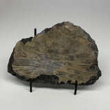 1365g,8.25"x5.5"x1.6" Fossils Orthoceras Plate Plaque SQUID, Home Decor, B23517