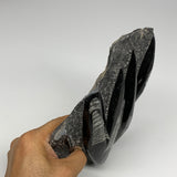 1365g,8.25"x5.5"x1.6" Fossils Orthoceras Plate Plaque SQUID, Home Decor, B23517