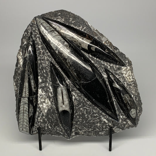 2160g,8.75"x8.25"x1.3" Fossils Orthoceras Plate Plaque SQUID, Home Decor, B23520