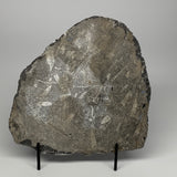 2160g,8.75"x8.25"x1.3" Fossils Orthoceras Plate Plaque SQUID, Home Decor, B23520