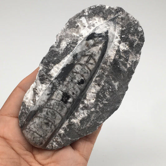 235.9g,4.4"x2.5"x1" Fossils Orthoceras (straight horn) SQUID @Morocco, MF1627