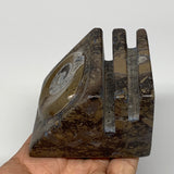 498g, 2.9" x 2.9" x 1.9" Fossils Orthoceras Ammonite Business Card Holder,B7883