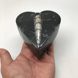 406 Grams Heart Fossils Orthoceras Handmade Black Jewelry Box @Morocco,MF532