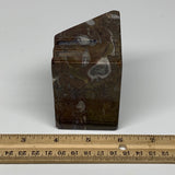 494g, 2.8" x 2.8" x 2" Fossils Orthoceras Ammonite Business Card Holder,B7884