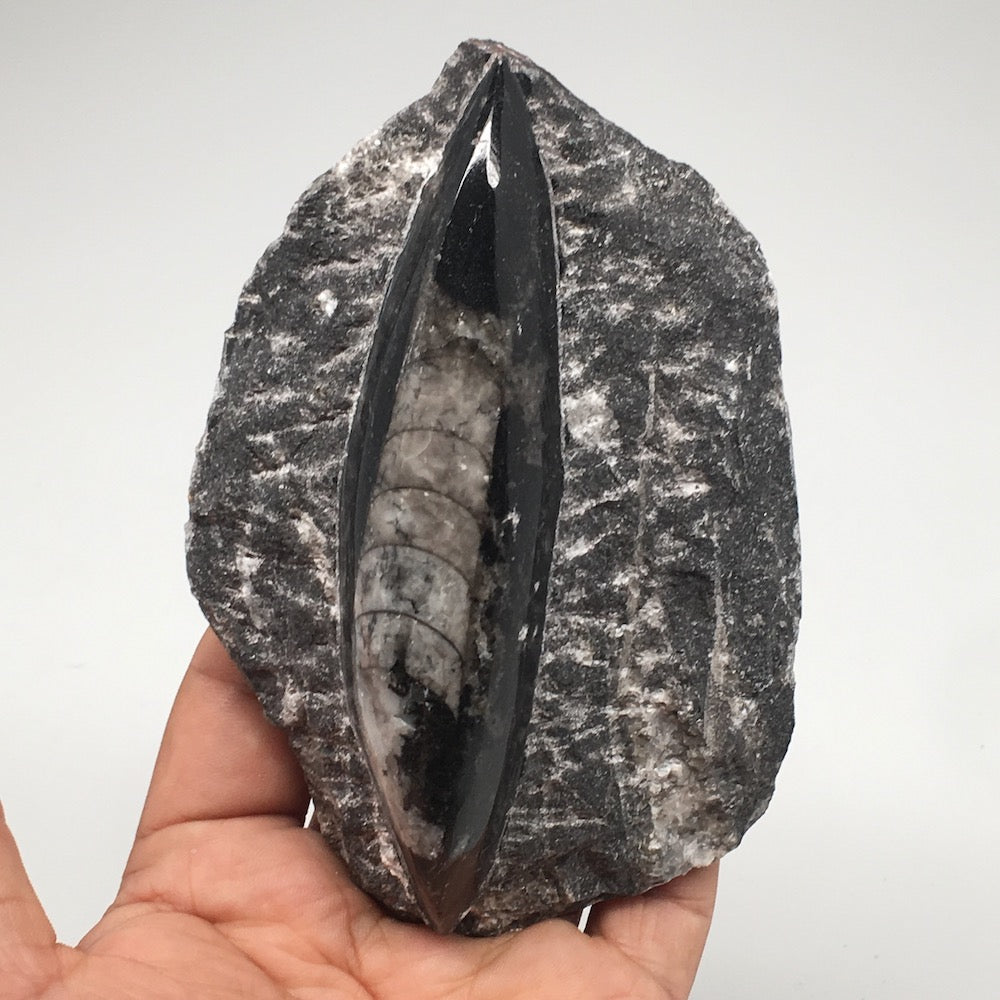 322.6g,4.9"x3.2"x1.3" Fossils Orthoceras (straight horn) SQUID @Morocco, MF1631