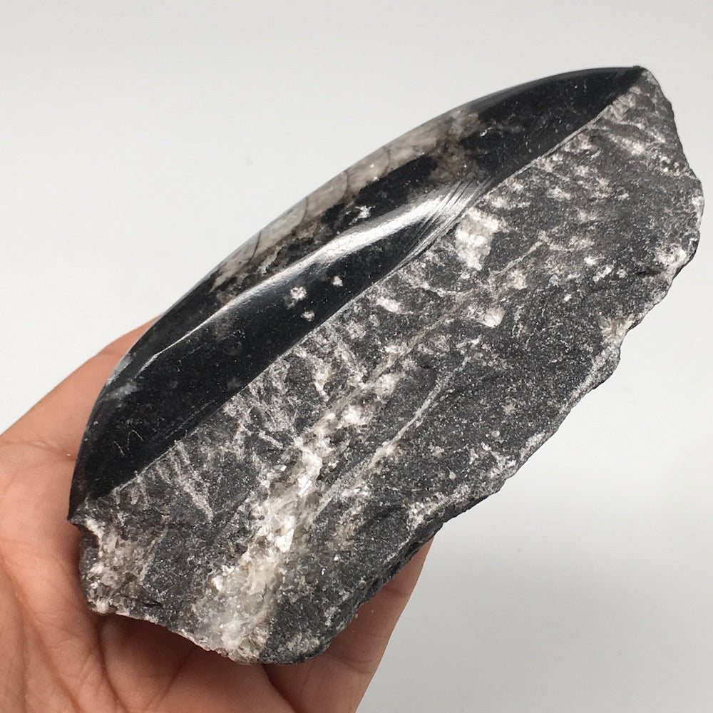 322.6g,4.9"x3.2"x1.3" Fossils Orthoceras (straight horn) SQUID @Morocco, MF1631