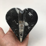 398 Grams Heart Fossils Orthoceras Handmade Black Jewelry Box @Morocco,MF531