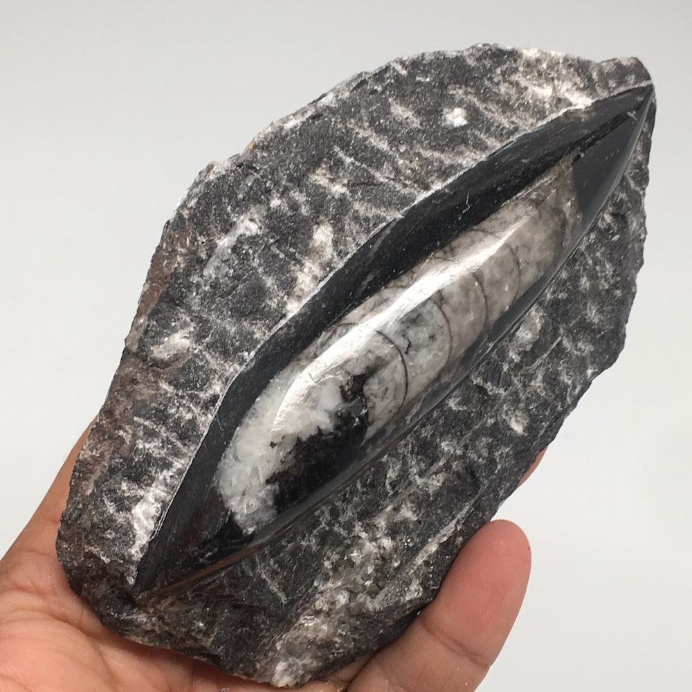 322.6g,4.9"x3.2"x1.3" Fossils Orthoceras (straight horn) SQUID @Morocco, MF1631