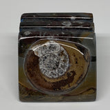 536g, 2.8" x 2.8" x 2" Fossils Orthoceras Ammonite Business Card Holder,B7885