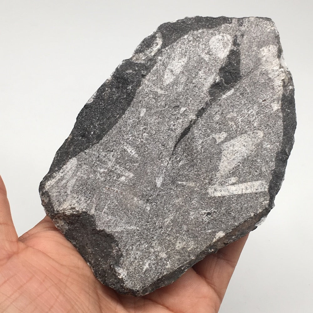 322.6g,4.9"x3.2"x1.3" Fossils Orthoceras (straight horn) SQUID @Morocco, MF1631