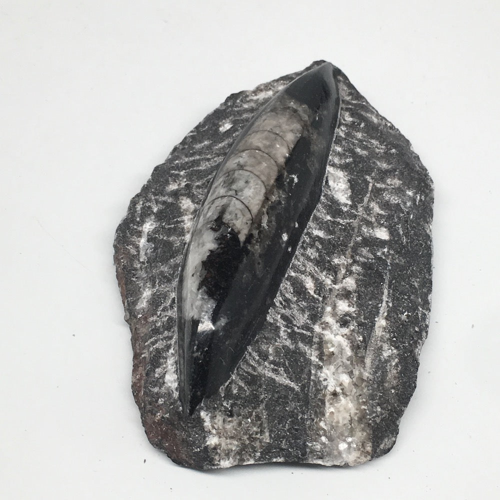 322.6g,4.9"x3.2"x1.3" Fossils Orthoceras (straight horn) SQUID @Morocco, MF1631