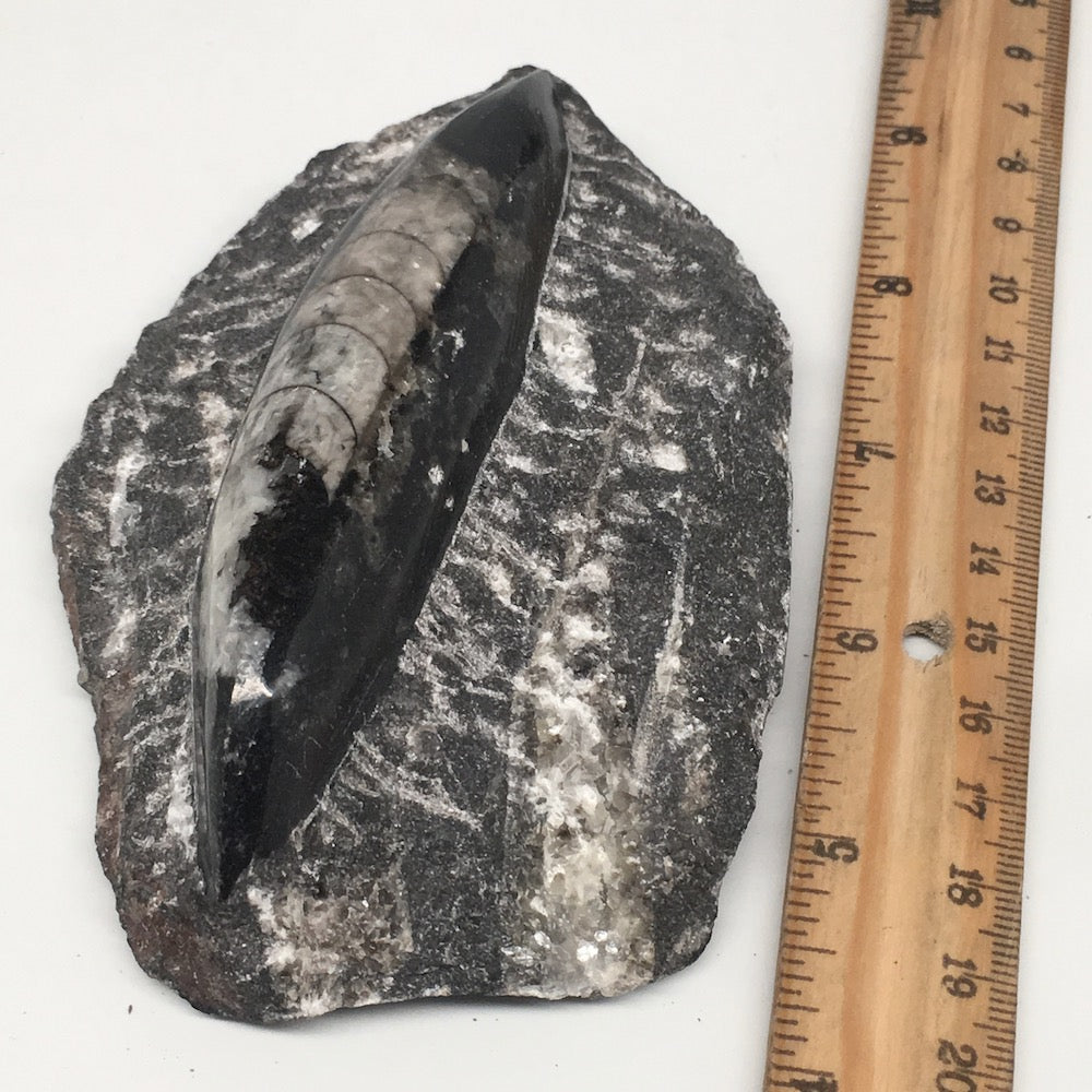 322.6g,4.9"x3.2"x1.3" Fossils Orthoceras (straight horn) SQUID @Morocco, MF1631