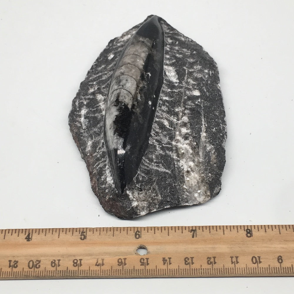 322.6g,4.9"x3.2"x1.3" Fossils Orthoceras (straight horn) SQUID @Morocco, MF1631