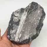366g,5.1"x3.7"x1.2" Fossils Orthoceras (straight horn) SQUID @Morocco, MF1632