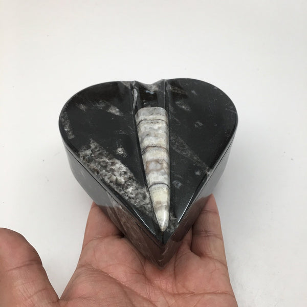 382 Grams Heart Fossils Orthoceras Handmade Black Jewelry Box @Morocco,MF530 - watangem.com