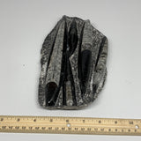 1165g,8.75"x5.1"x1.3" Fossils Orthoceras Plate Plaque SQUID, Home Decor, B23524