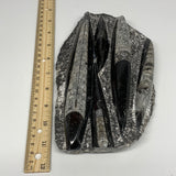 1165g,8.75"x5.1"x1.3" Fossils Orthoceras Plate Plaque SQUID, Home Decor, B23524