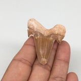 14.3g, 1.8"X 1.5"x 0.5" Natural Fossils Fish Shark Tooth @Morocco,MF2760
