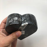 390 Grams Heart Fossils Orthoceras Handmade Black Jewelry Box @Morocco,MF529 - watangem.com