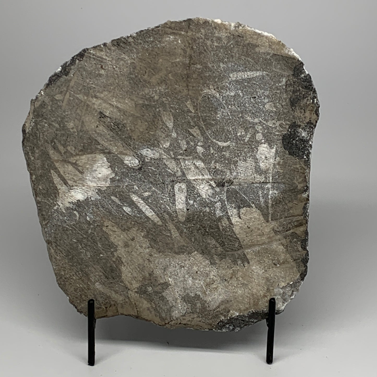 2060g,8.5"x7.5"x1.7" Fossils Orthoceras Plate Plaque SQUID, Home Decor, B23527