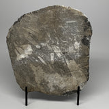 2060g,8.5"x7.5"x1.7" Fossils Orthoceras Plate Plaque SQUID, Home Decor, B23527
