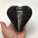 398 Grams Heart Fossils Orthoceras Handmade Black Jewelry Box @Morocco,MF525