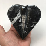 364 Grams Heart Fossils Orthoceras Handmade Black Jewelry Box @Morocco,MF524 - watangem.com